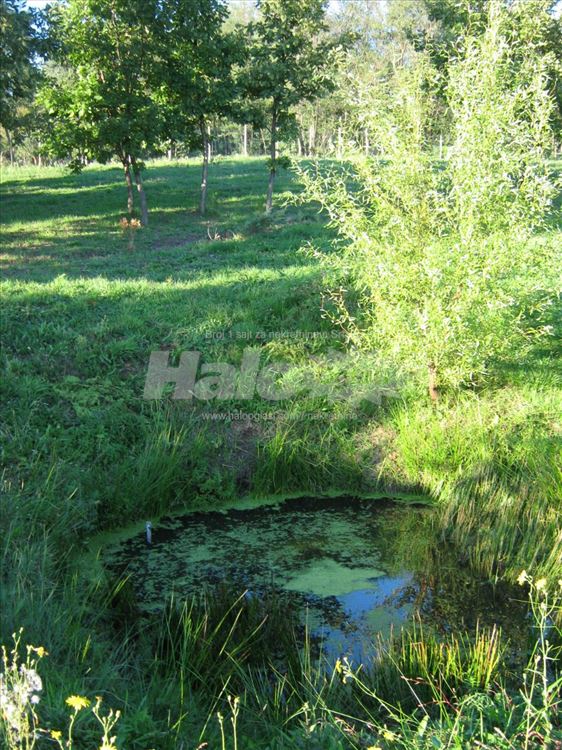 Kuća 187m2 i 349 ari - Koamaj (Stojnik) — 11