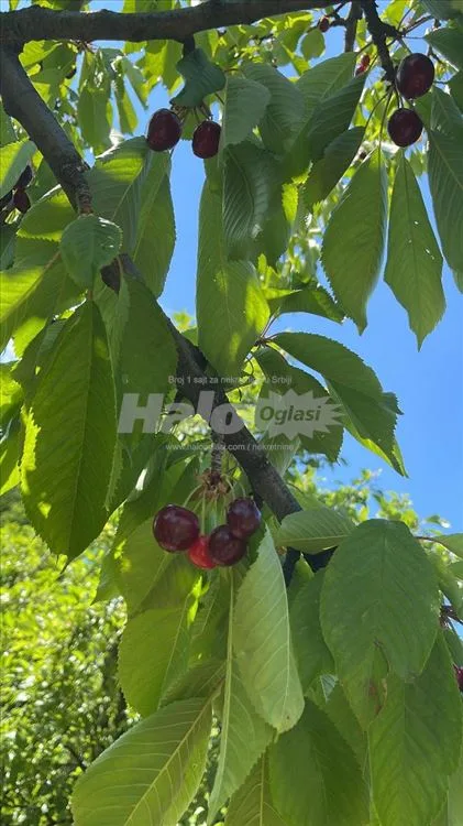 Kuća i zemljište Plavinci — 8