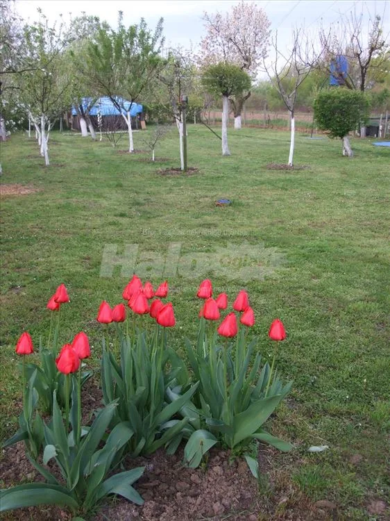 Kuća nove gradnje na 24 ara na ribnjaku - Boljevci — 12
