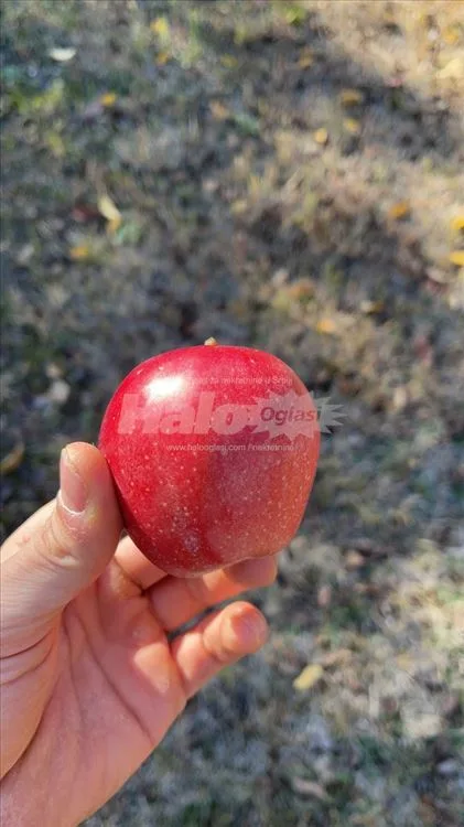 Plac/ Zemljište sa kućom Grocka 31ar — 7